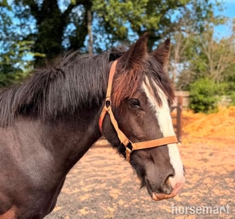 "Dandy " Black Gelding Cob/Heavy Horse