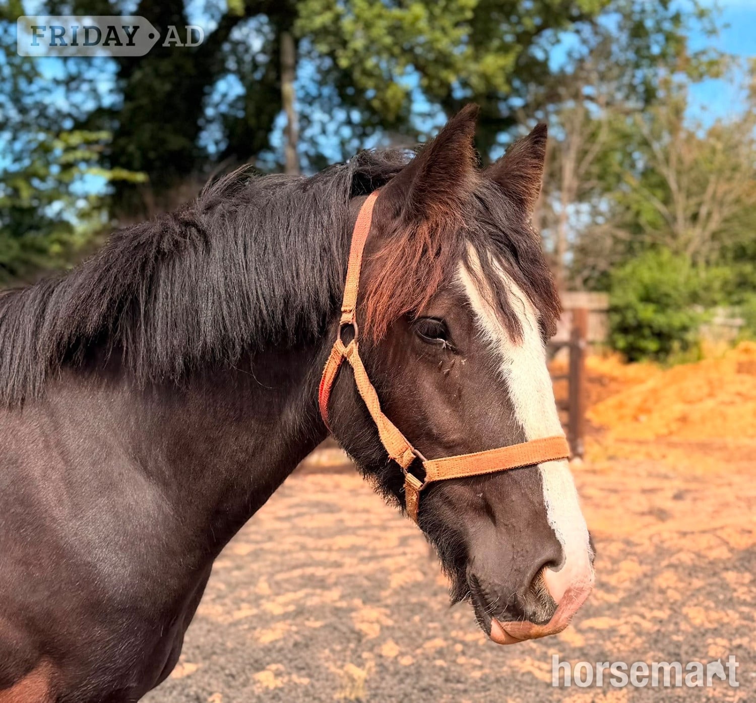 "Dandy " Black Gelding Cob/Heavy Horse in Wolverhampton