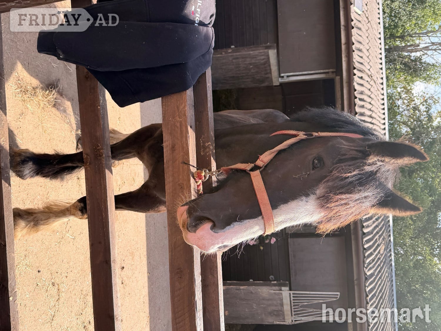 "Dandy " Black Gelding Cob/Heavy Horse