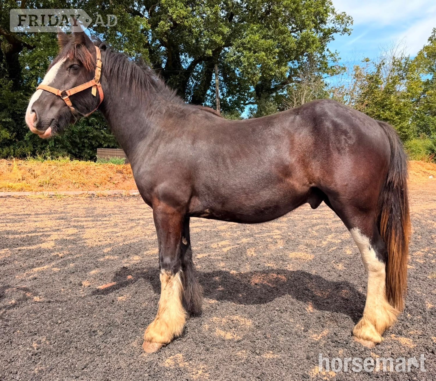 Wolverhampton "Dandy " Black Gelding Cob/Heavy Horse