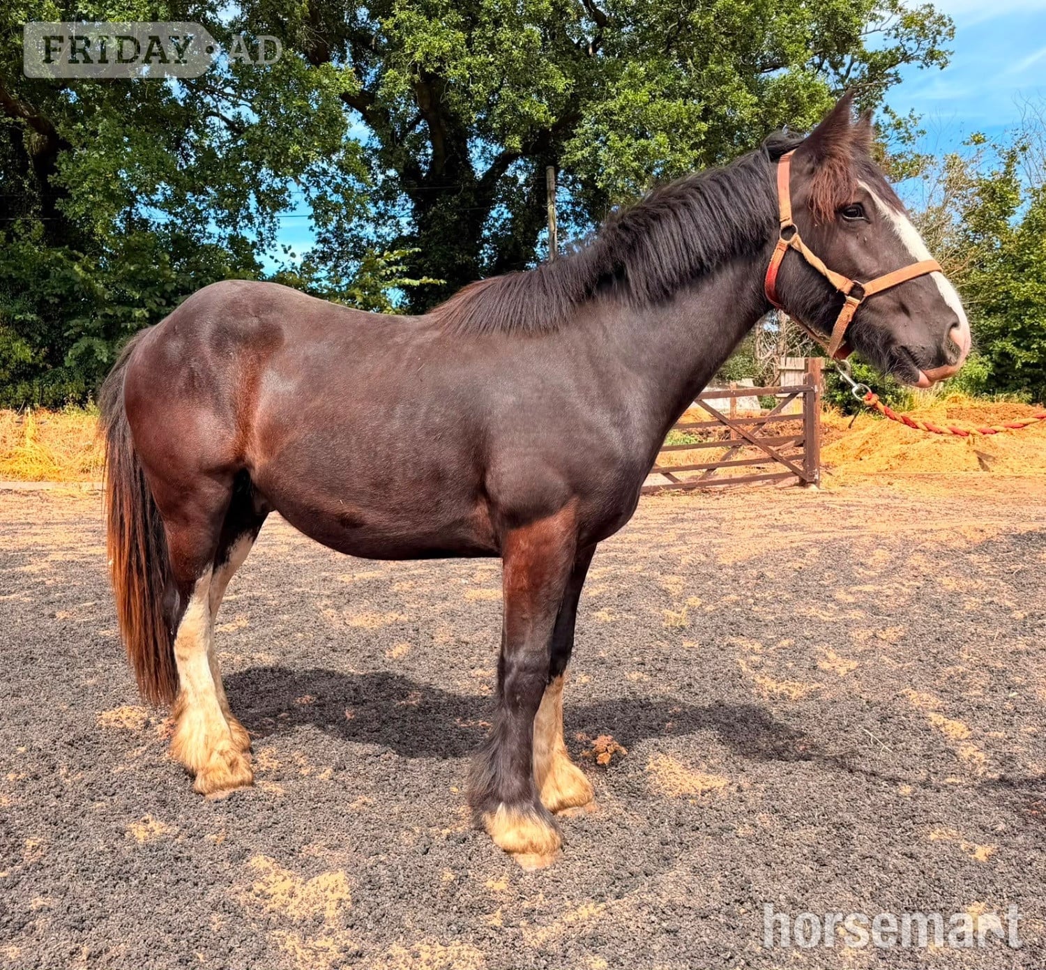 "Dandy " Black Gelding Cob/Heavy Horse - Horses in Wolverhampton