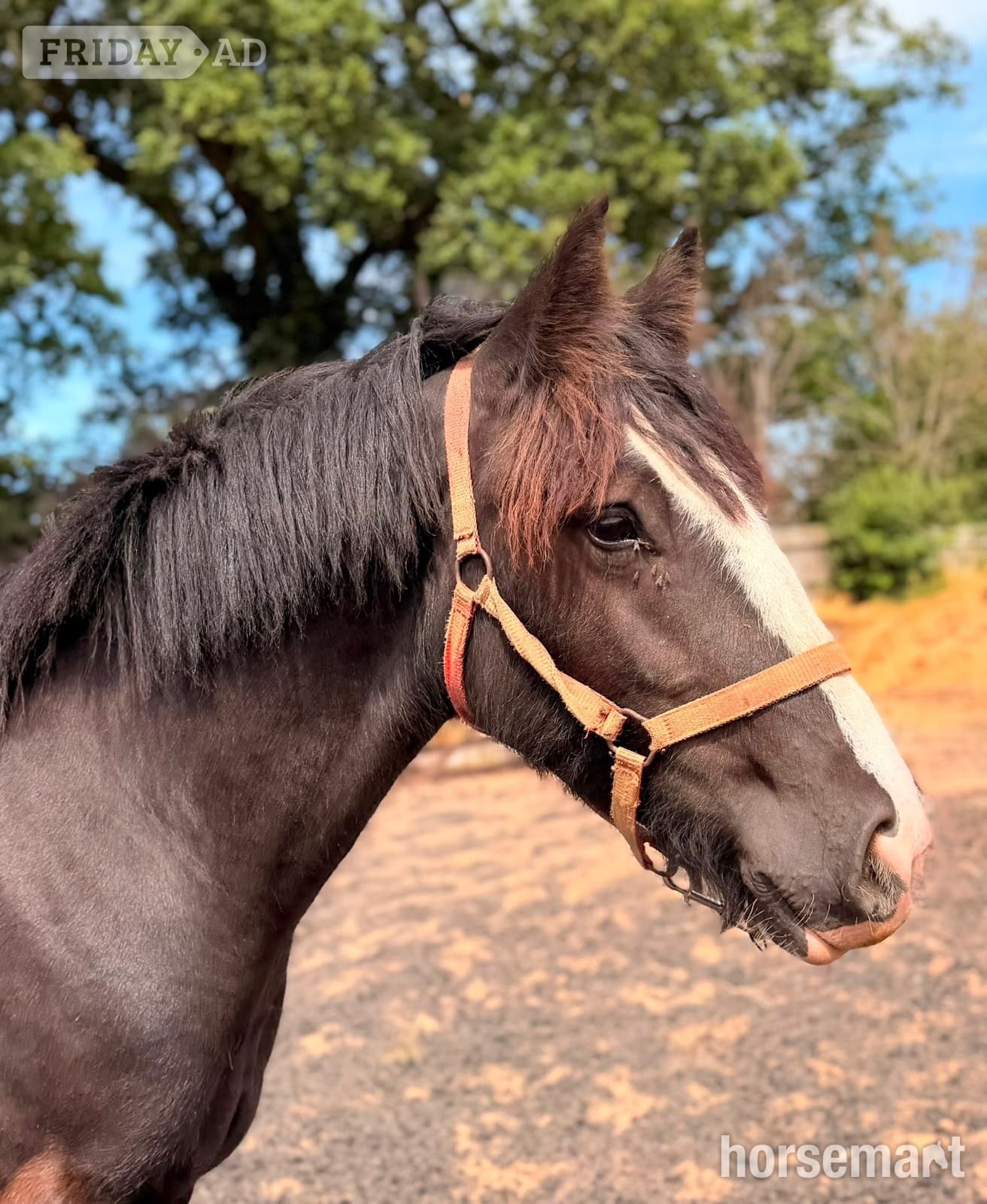 "Dandy " Black Gelding Cob/Heavy Horse - Horses