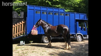 Hayling Iveco 75 E15 Iveco-ford Horsebox