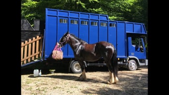 Hayling Iveco 75 E15 Iveco-ford Horsebox