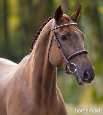 "Vodka Orange" Liver Chestnut Filly Show Jumper
