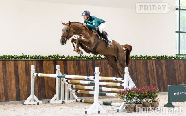 "Vodka Orange" Liver Chestnut Filly Show Jumper