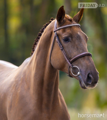 "Vodka Orange" Liver Chestnut Filly Show Jumper in Eemnes