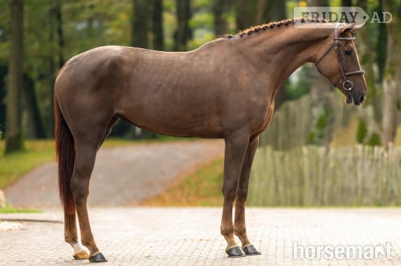 Eemnes "Vodka Orange" Liver Chestnut Filly Show Jumper