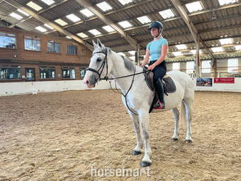 "Freddie " Grey Gelding All Rounder