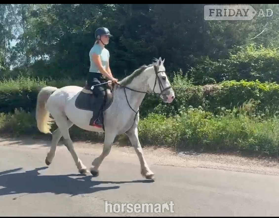 "Freddie " Grey Gelding All Rounder