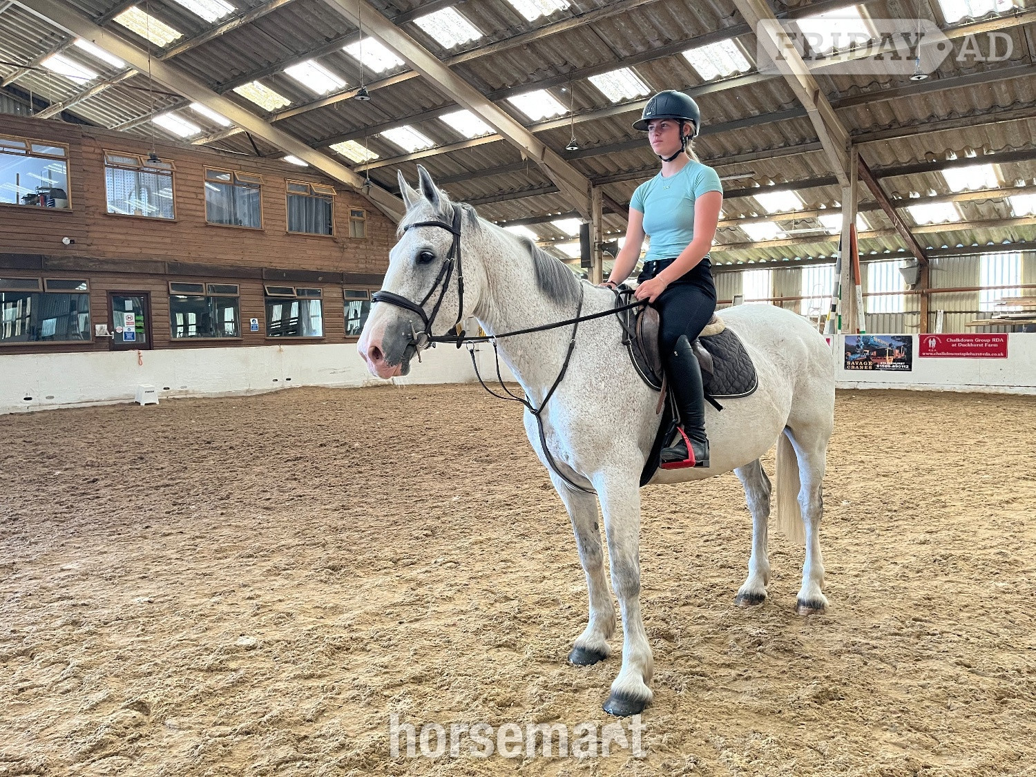 "Freddie " Grey Gelding All Rounder in Staplehurst