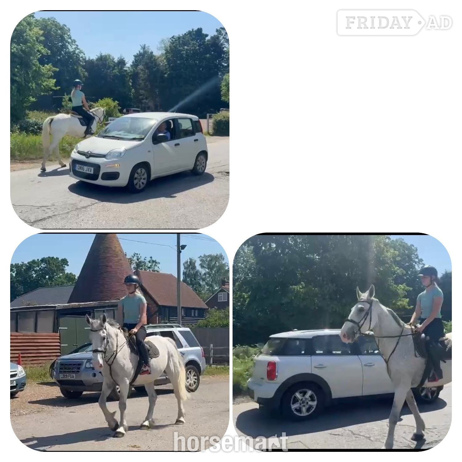 Staplehurst "Freddie " Grey Gelding All Rounder