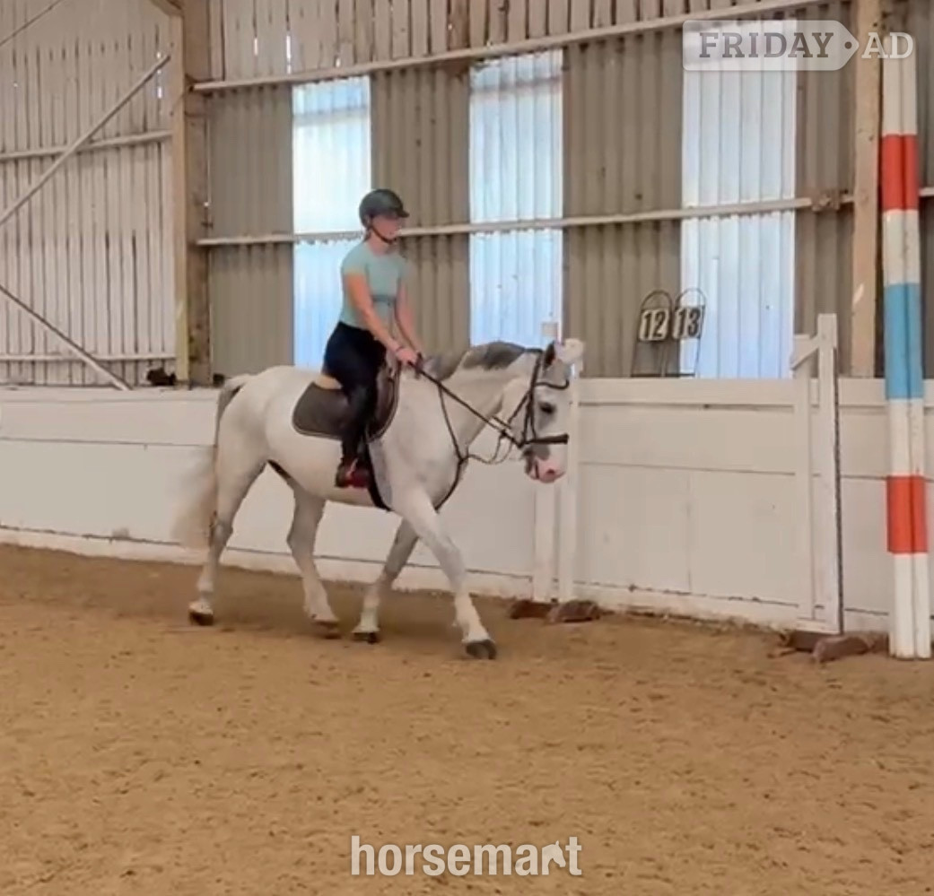 "Freddie " Grey Gelding All Rounder - Horses in Staplehurst