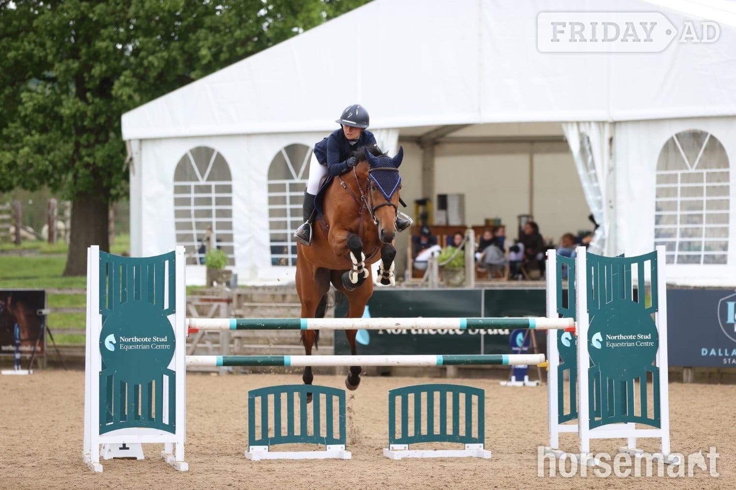 "Mina " Bay Mare All Rounder in Whalley