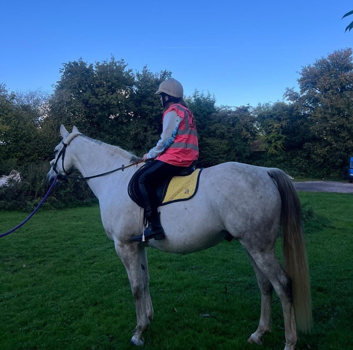 The Lee "Mafi" Grey Gelding All Rounder