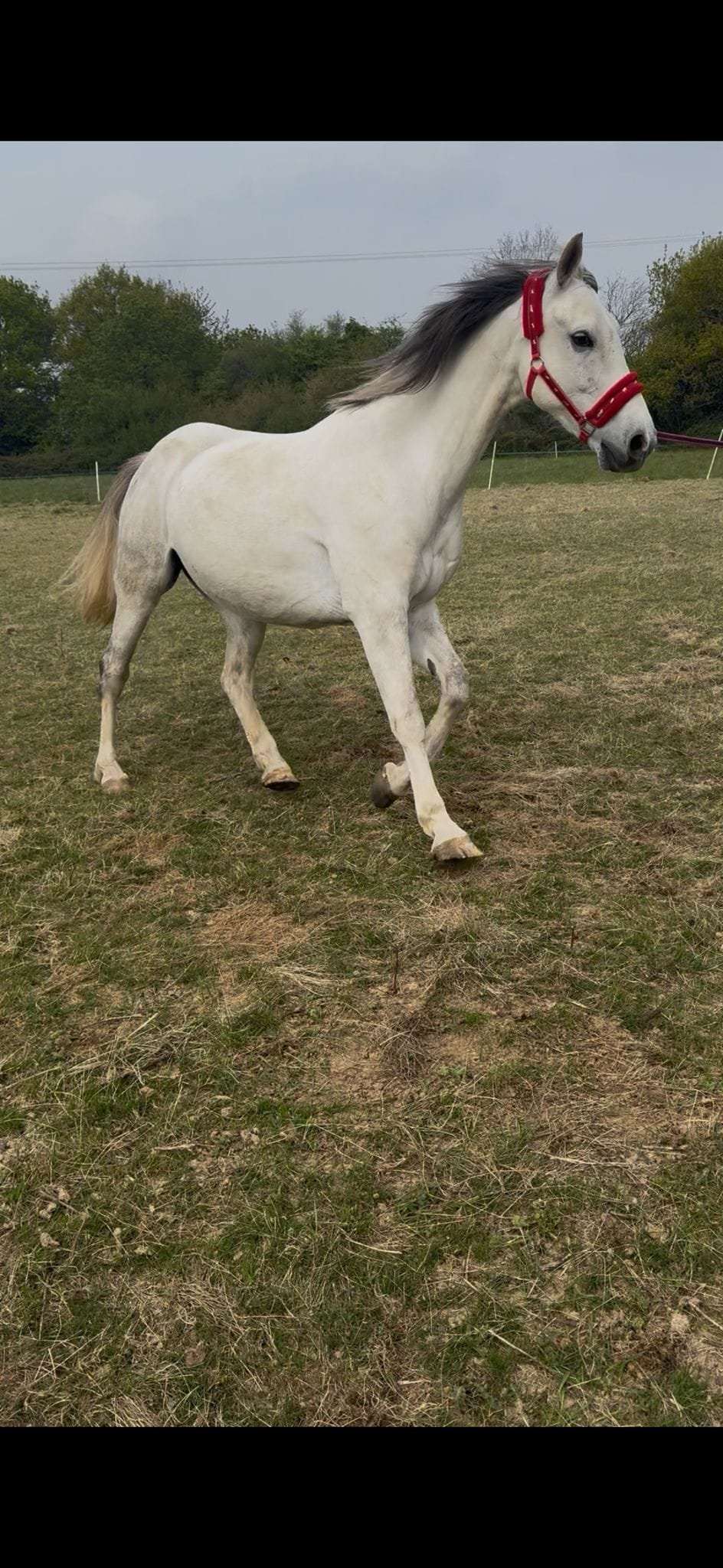 "Mafi" Grey Gelding All Rounder - Horses in The Lee