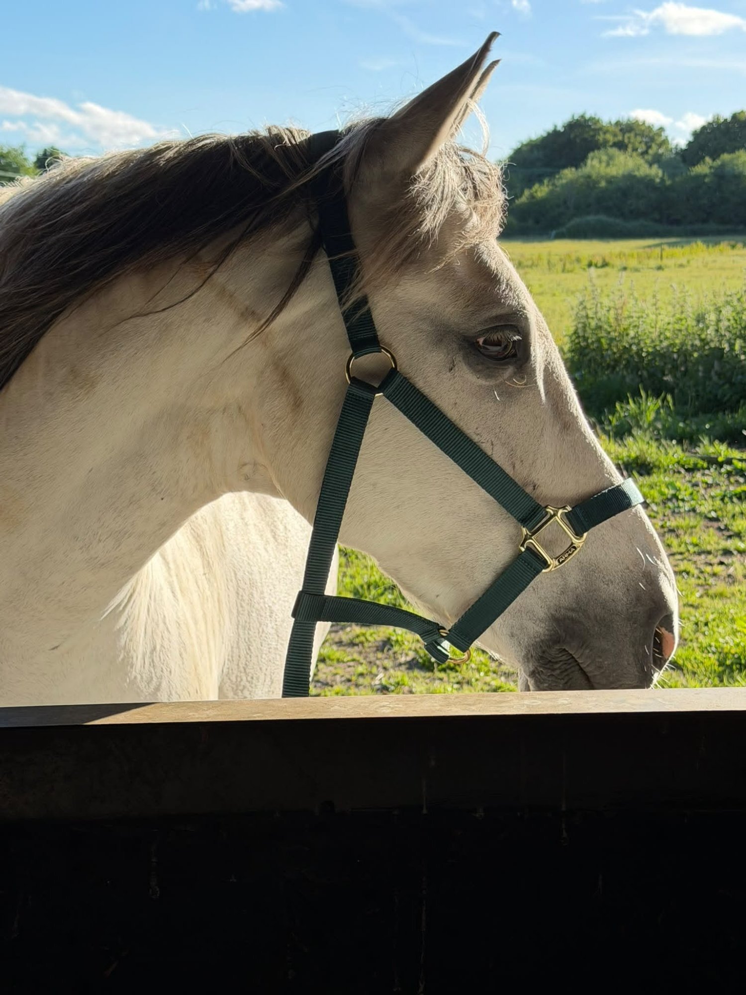 "Mafi" Grey Gelding All Rounder - Horses