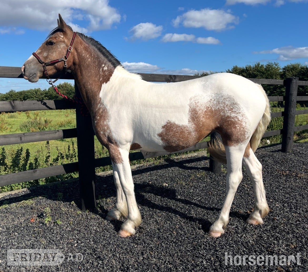 "Dun x Spotted Appaloosa " Dun Filly Coloured in Leeds