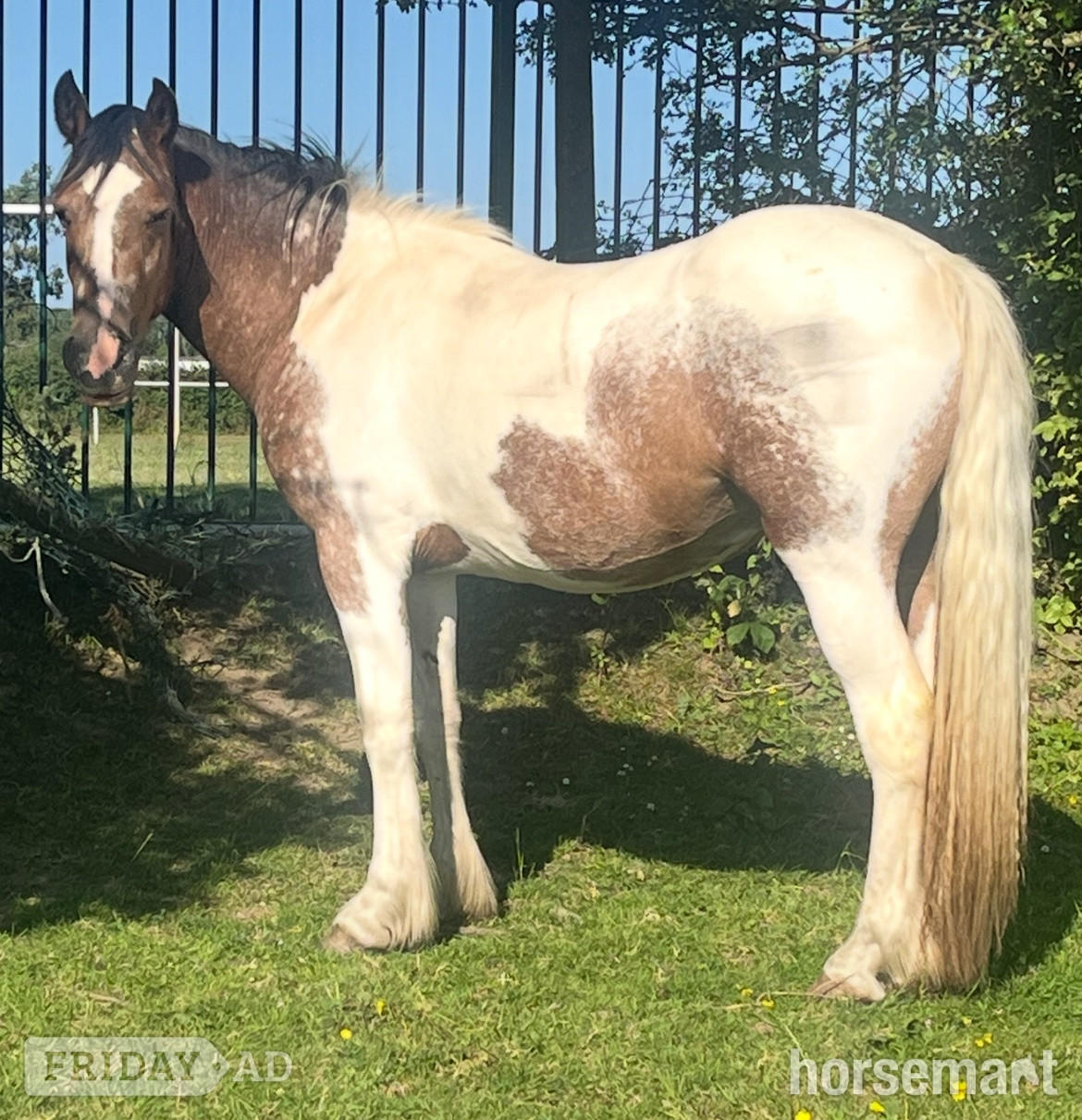 "Dun x Spotted Appaloosa " Dun Filly Coloured