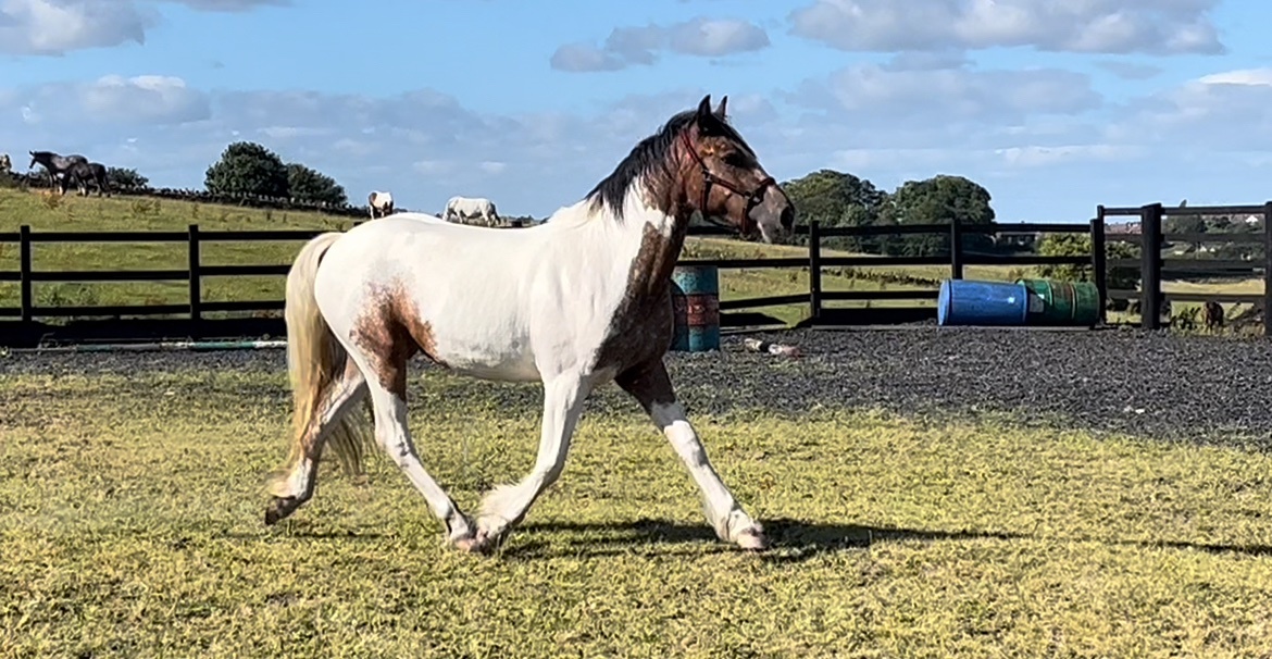 Leeds "Dun x Spotted Appaloosa " Dun Filly Coloured
