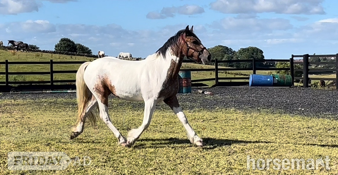 Leeds "Dun x Spotted Appaloosa " Dun Filly Coloured