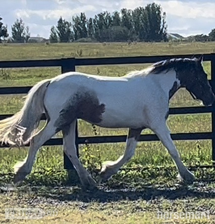 "Dun x Spotted Appaloosa " Dun Filly Coloured - Horses in Leeds