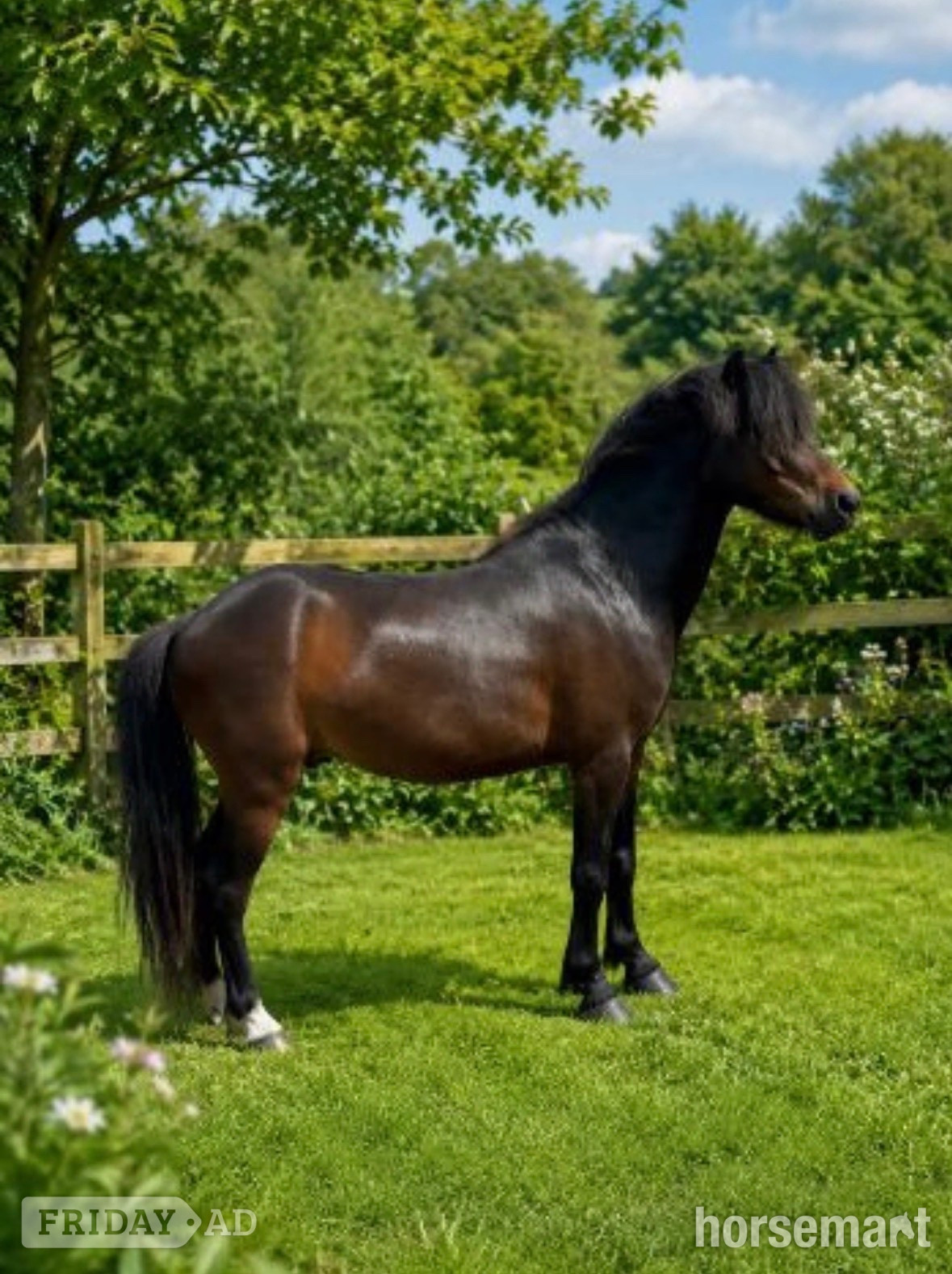 "Joey" Bay Gelding Lead Rein/First Ridden Pony in Bristol