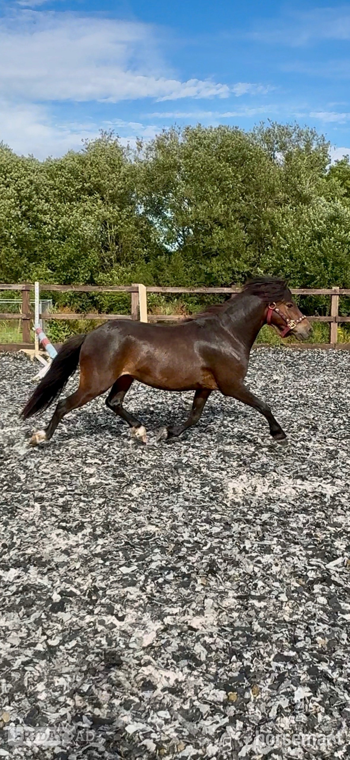 "Joey" Bay Gelding Lead Rein/First Ridden Pony