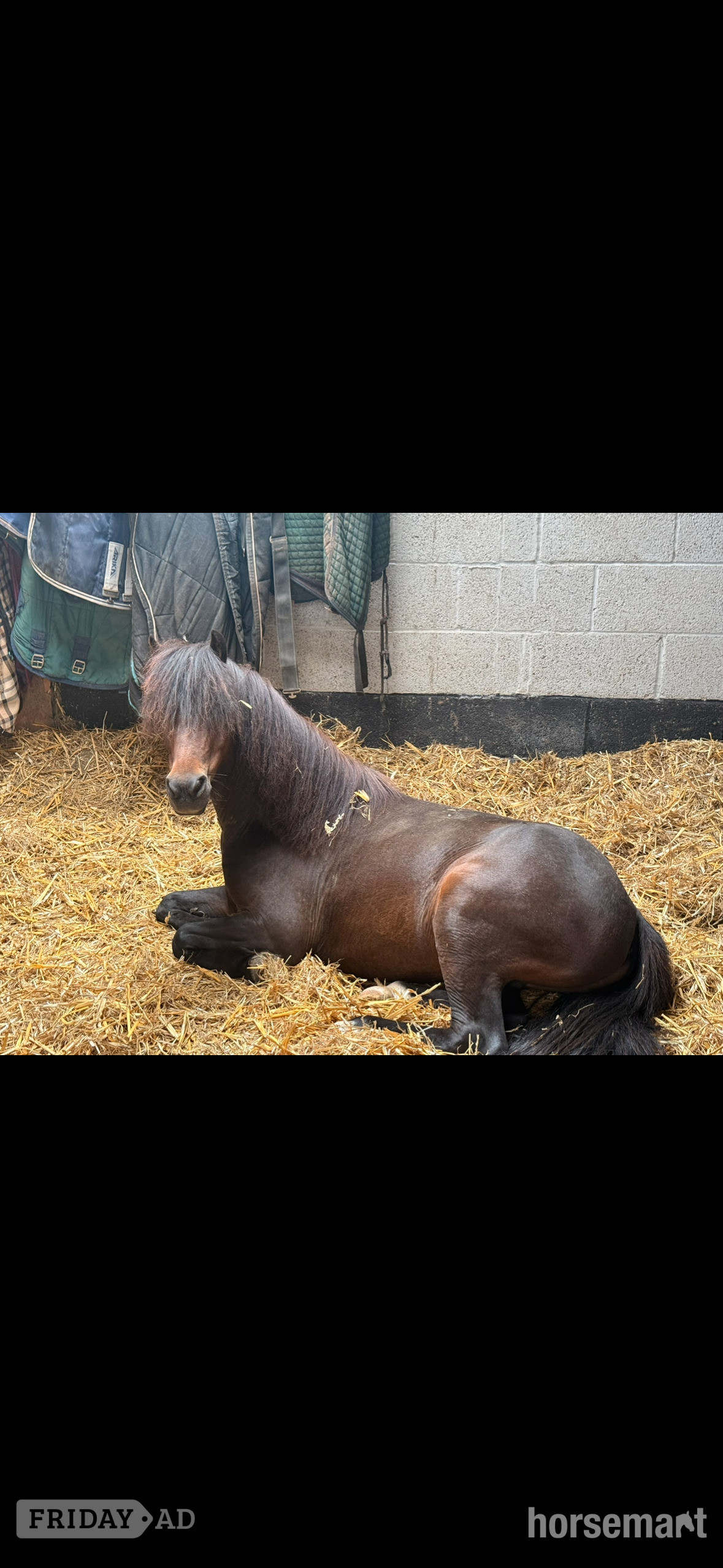 Bristol "Joey" Bay Gelding Lead Rein/First Ridden Pony