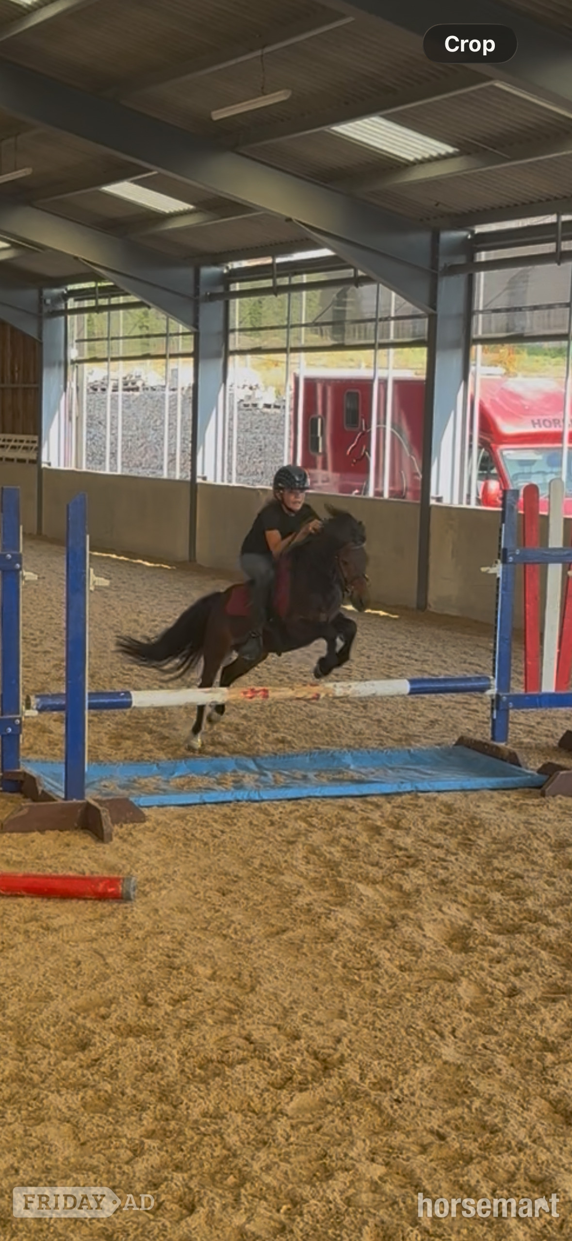 "Joey" Bay Gelding Lead Rein/First Ridden Pony - Horses in Bristol