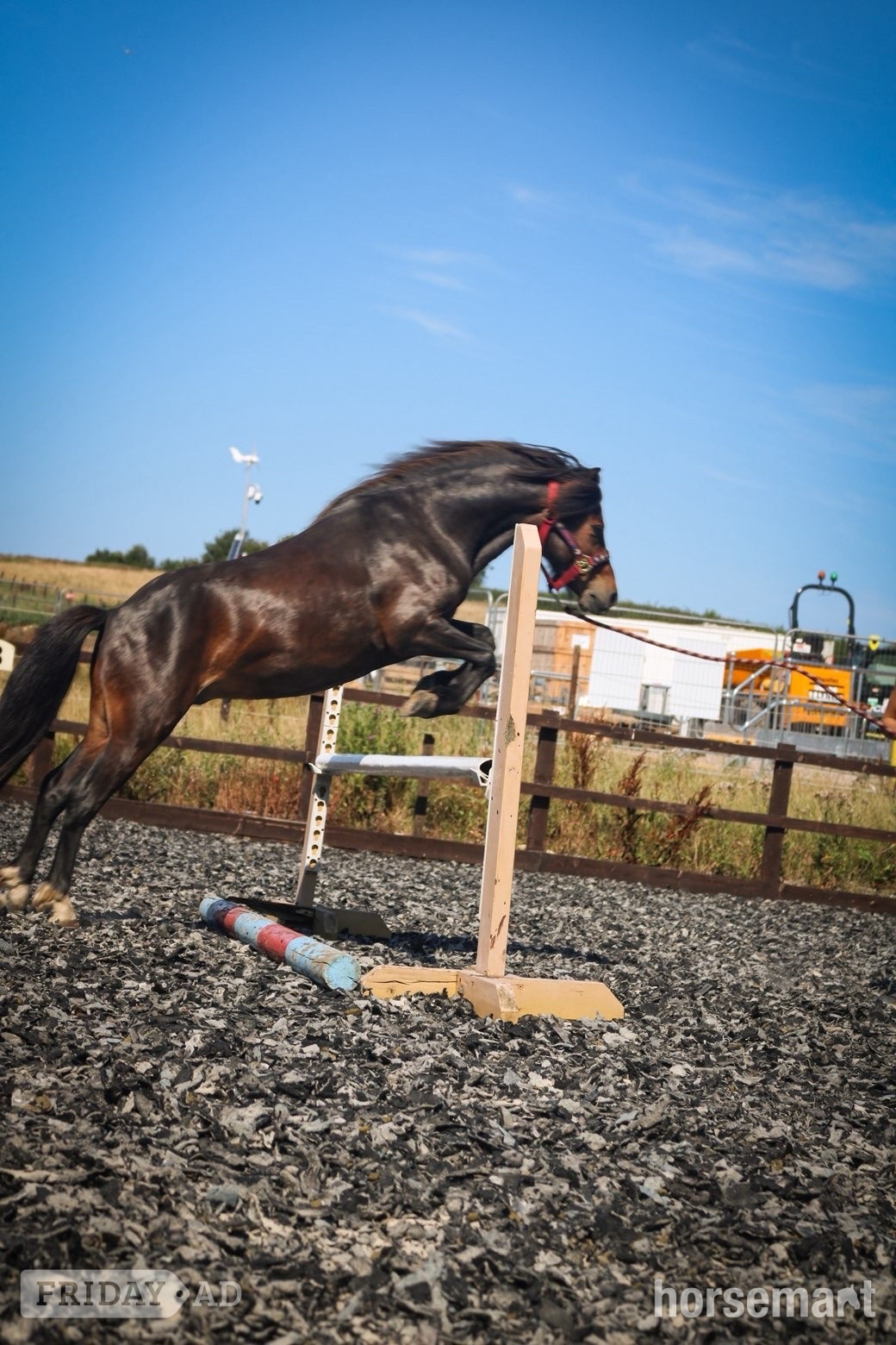 "Joey" Bay Gelding Lead Rein/First Ridden Pony - Horses