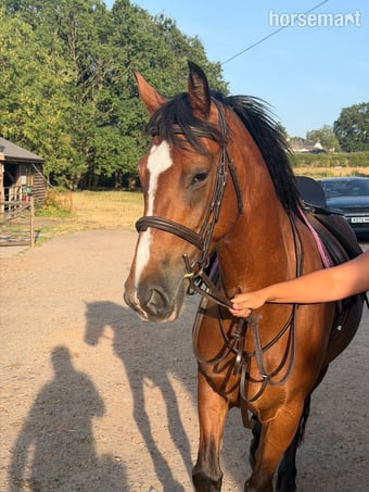 "CeCe" Bay Mare All Rounder