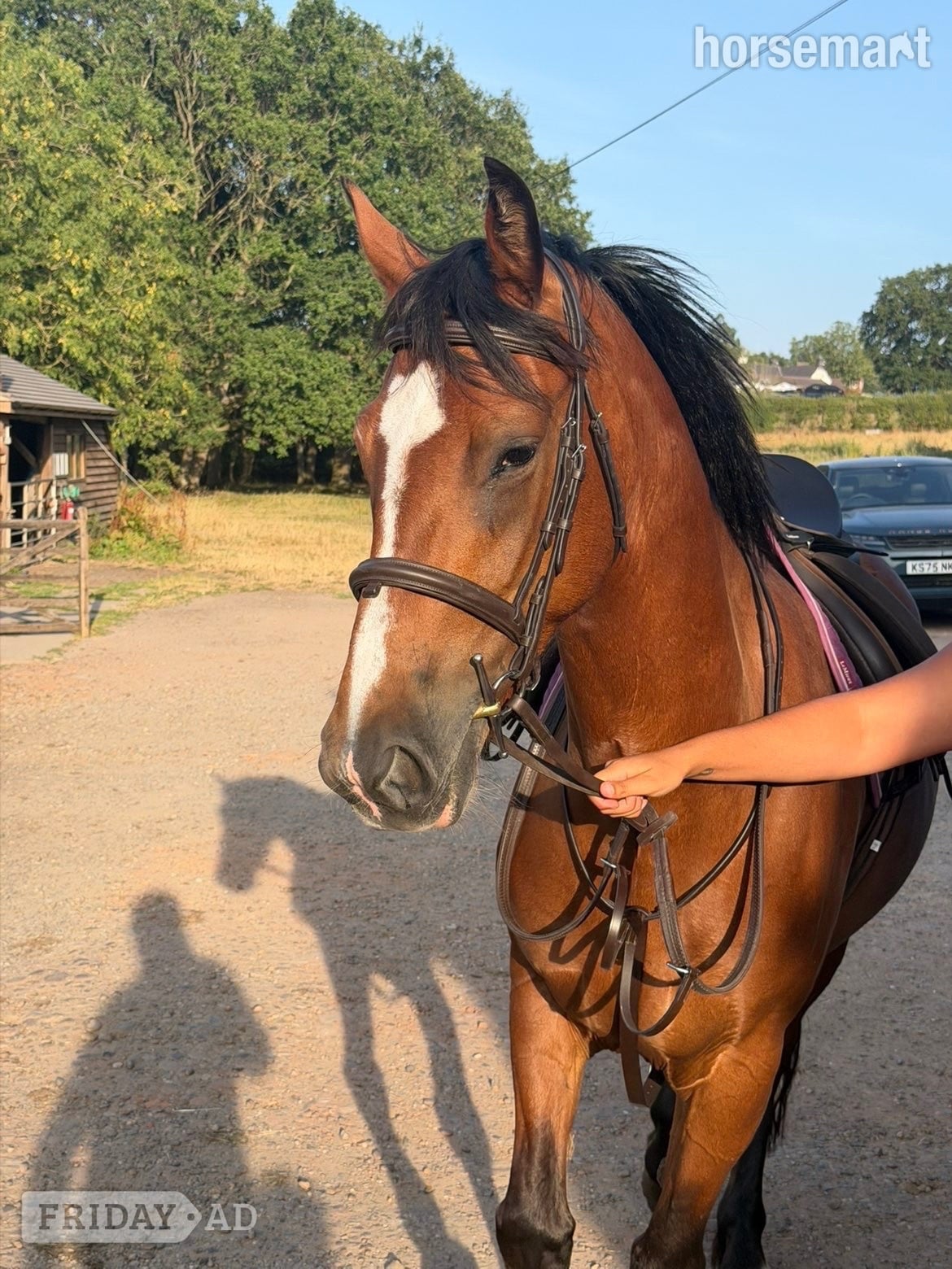 "CeCe" Bay Mare All Rounder in Coventry