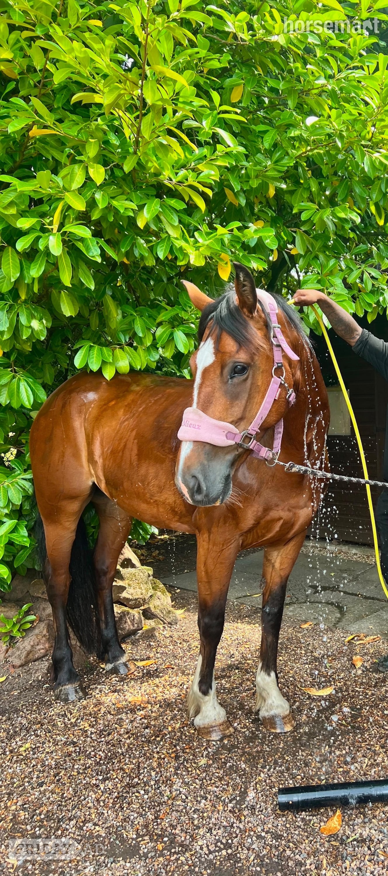"CeCe" Bay Mare All Rounder