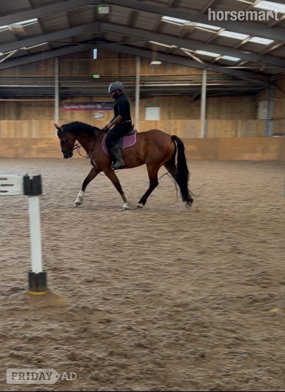 Coventry "CeCe" Bay Mare All Rounder