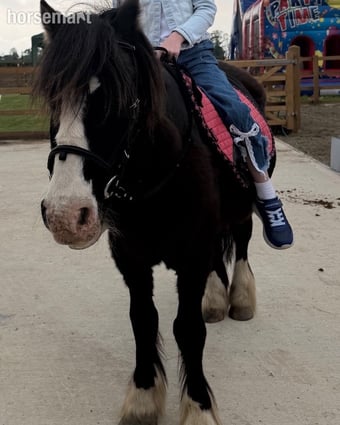 "Danny" Black Gelding Lead Rein/First Ridden Pony