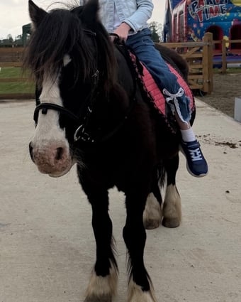"Danny" Black Gelding Lead Rein/First Ridden Pony