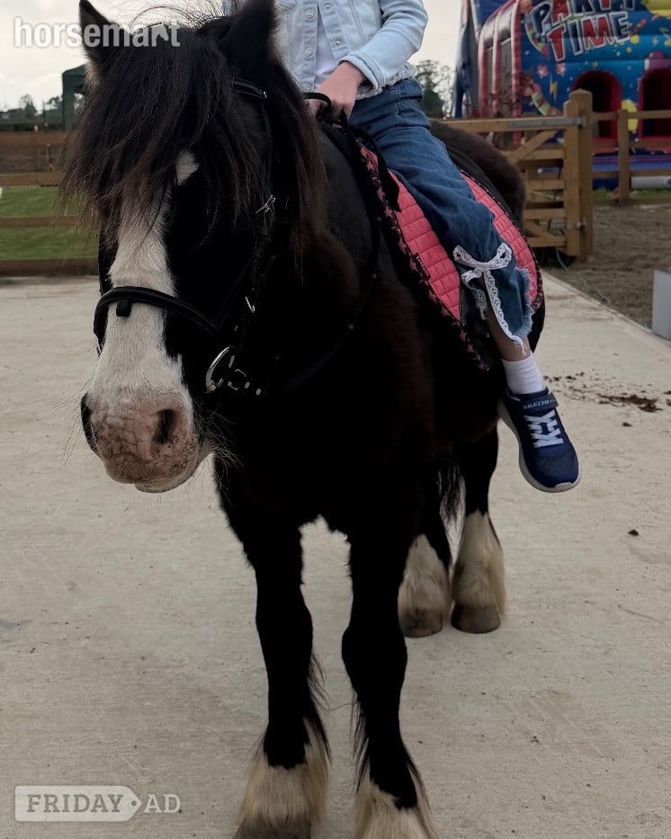"Danny" Black Gelding Lead Rein/First Ridden Pony in Windsor