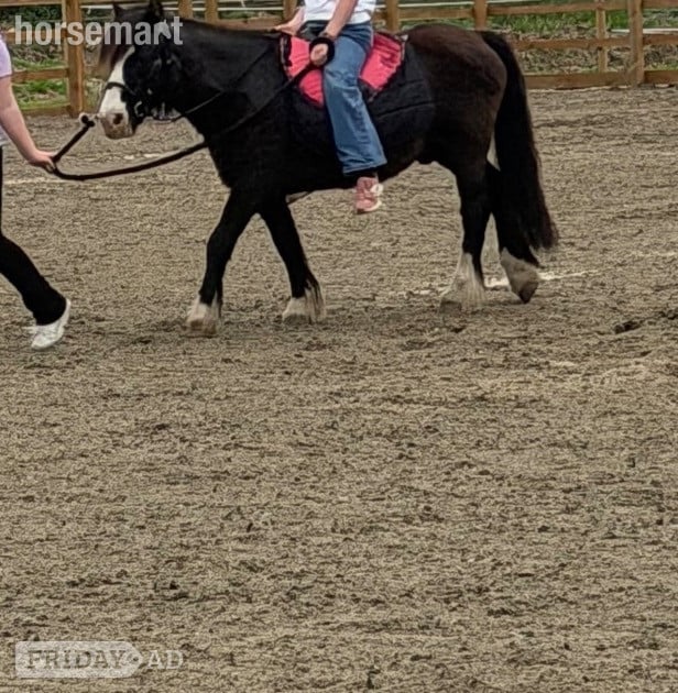 "Danny" Black Gelding Lead Rein/First Ridden Pony
