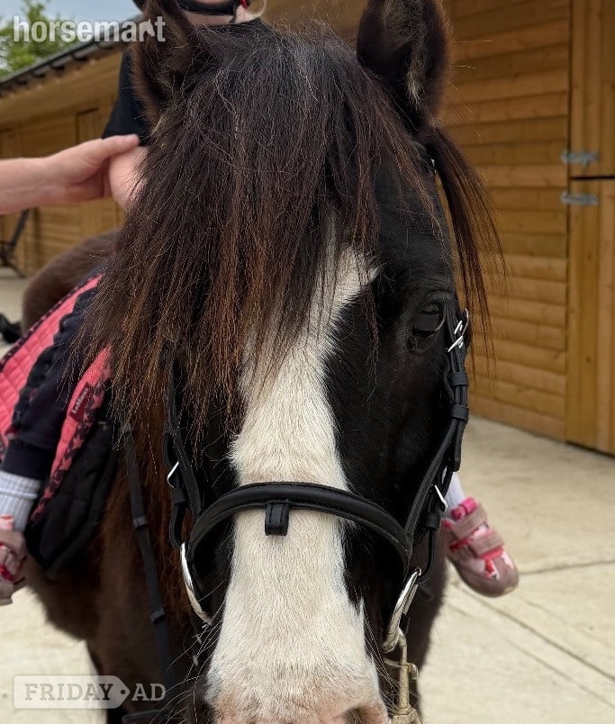 Windsor "Danny" Black Gelding Lead Rein/First Ridden Pony