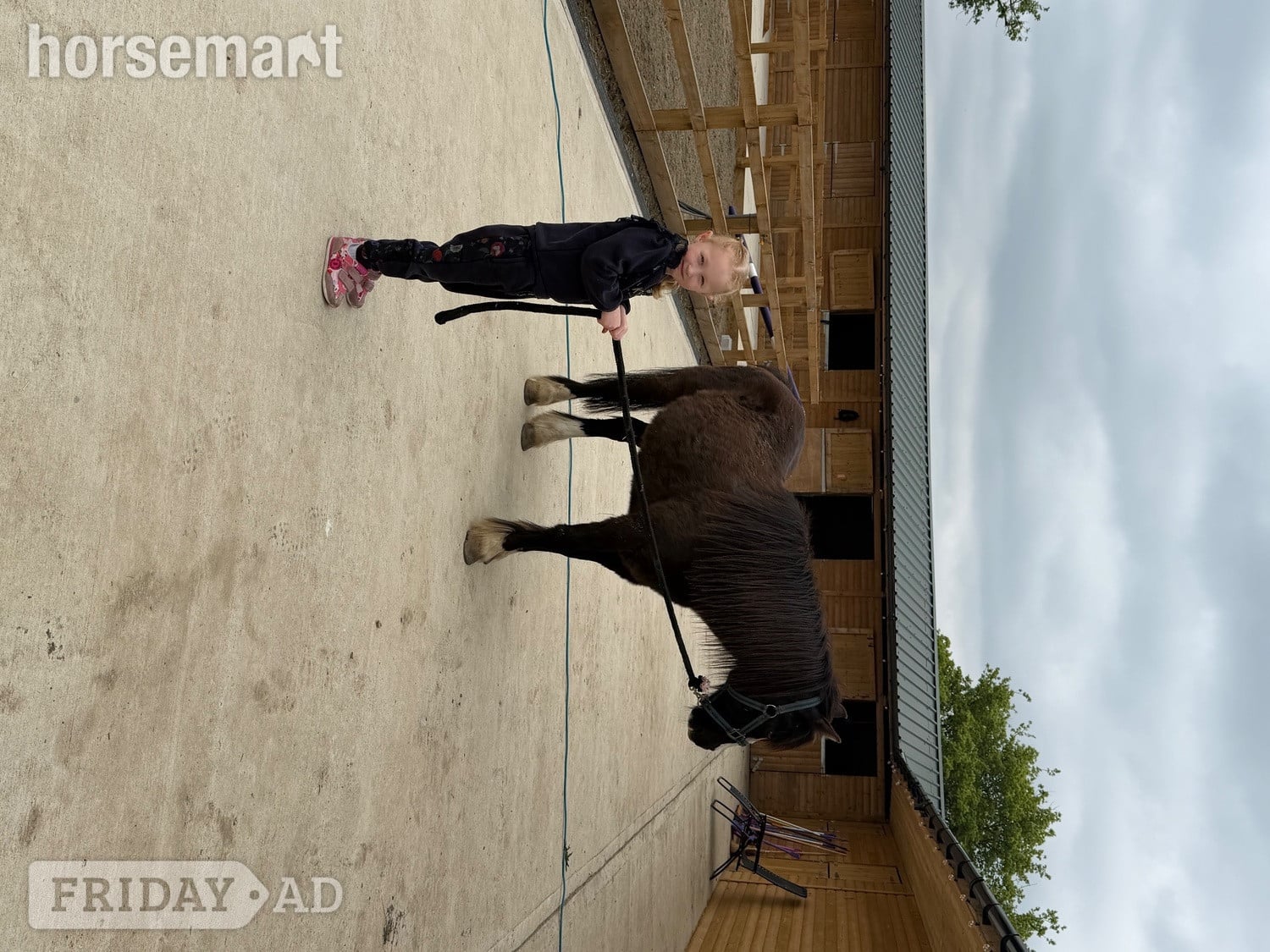 "Danny" Black Gelding Lead Rein/First Ridden Pony - Horses in Windsor