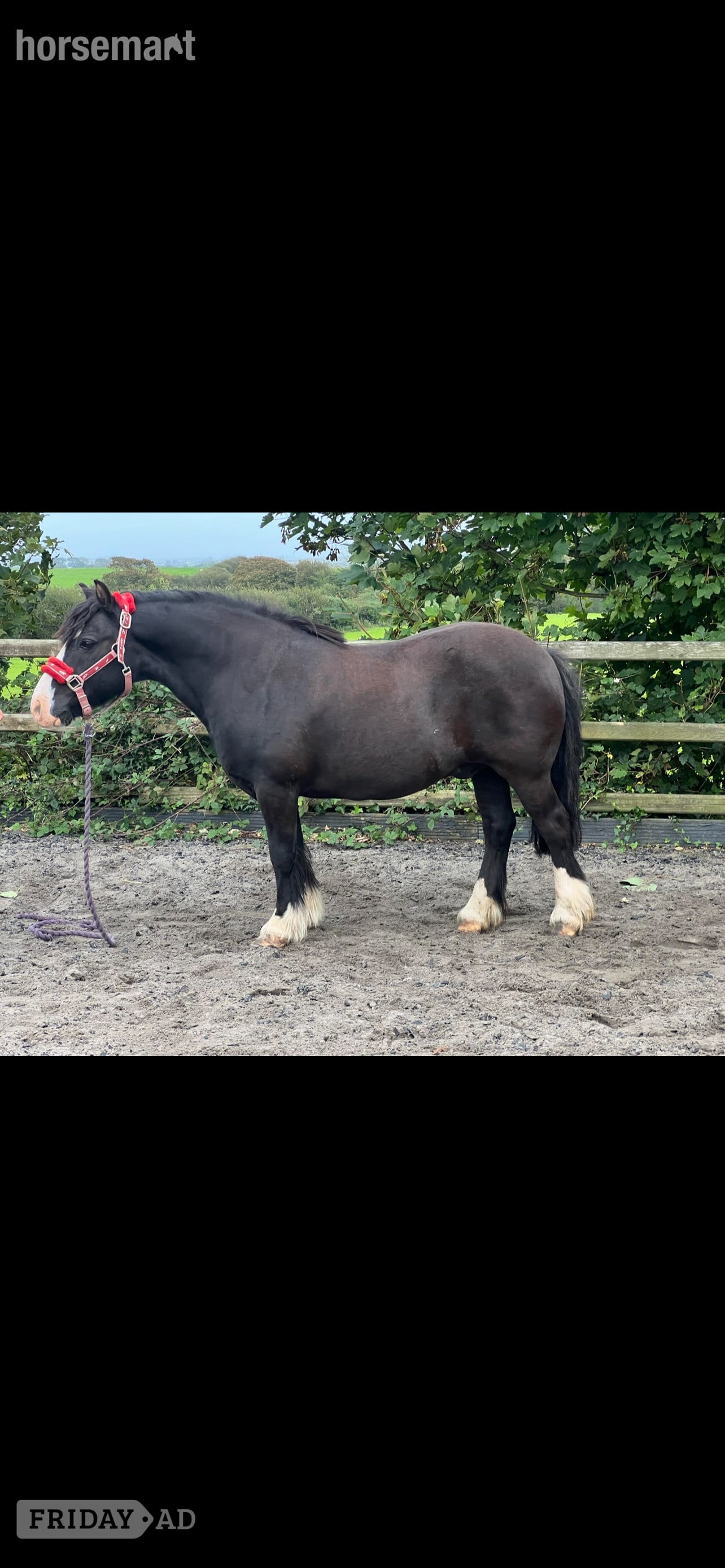 "Danny" Black Gelding Lead Rein/First Ridden Pony - Horses
