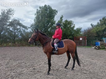 "Aggy" Bay Gelding All Rounder