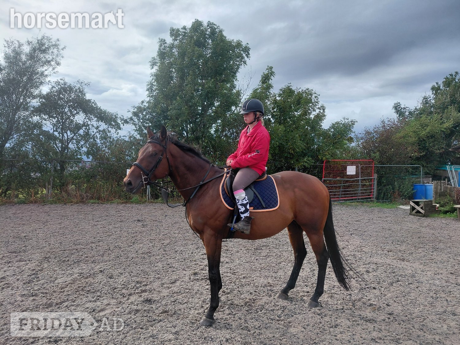 "Aggy" Bay Gelding All Rounder in Burnley