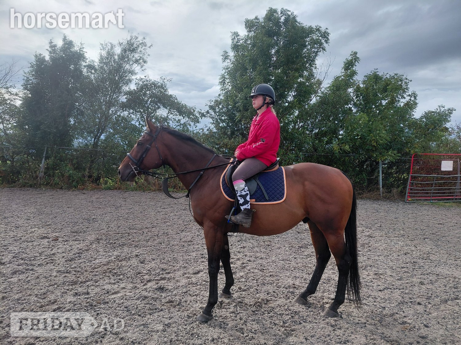 "Aggy" Bay Gelding All Rounder