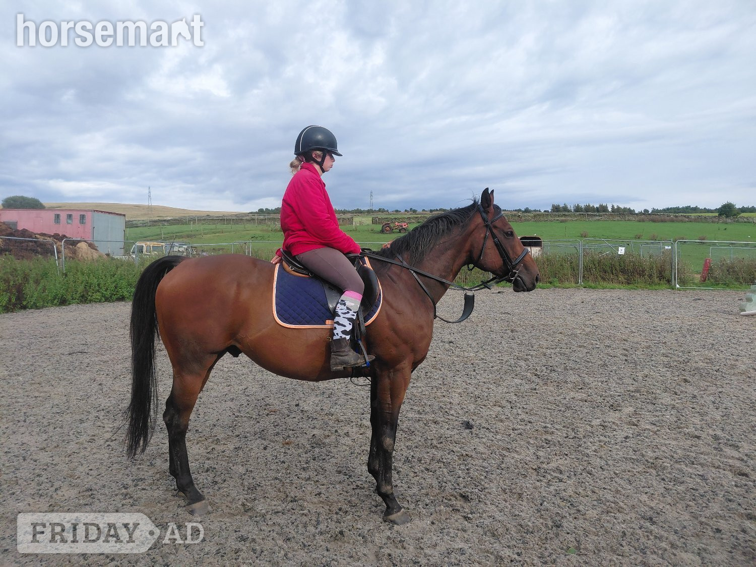 Burnley "Aggy" Bay Gelding All Rounder