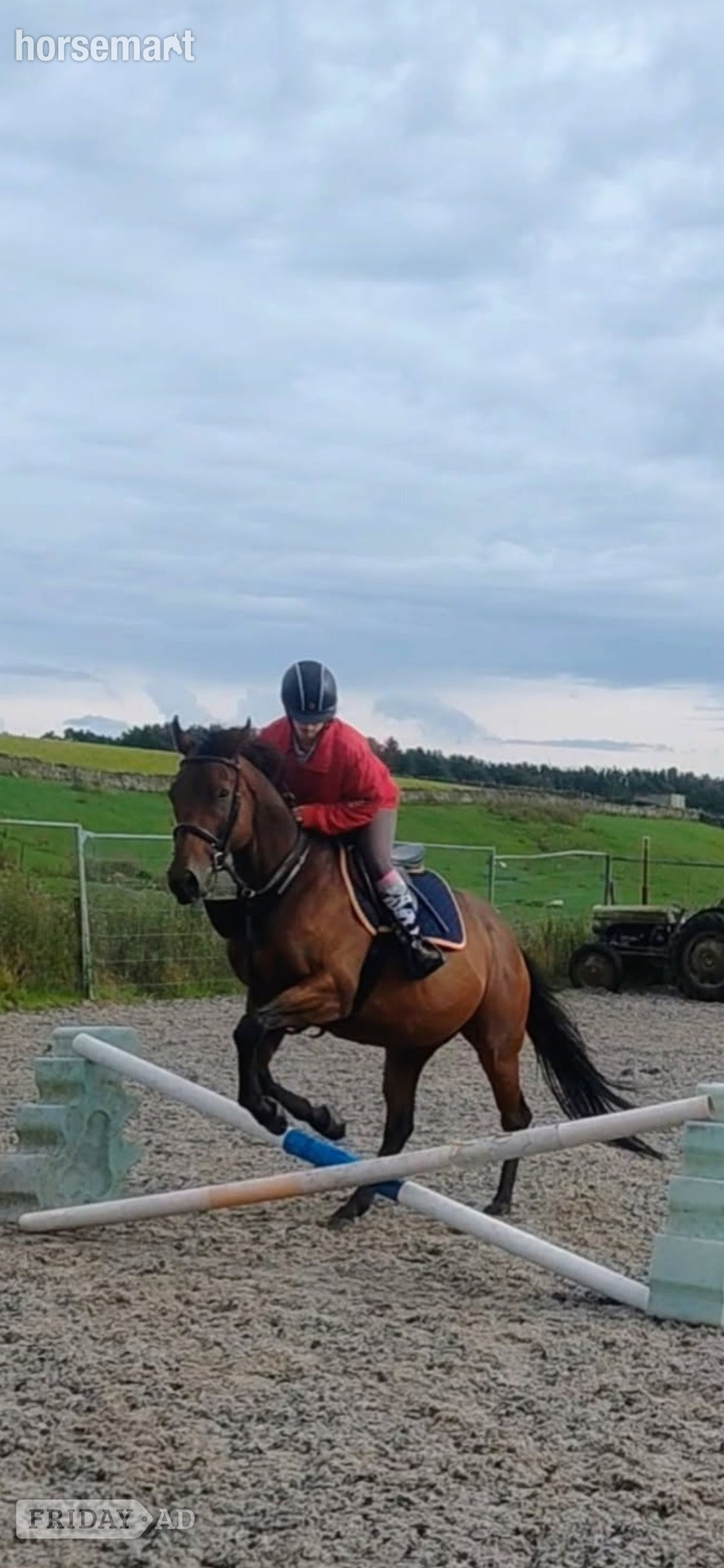 "Aggy" Bay Gelding All Rounder - Horses in Burnley