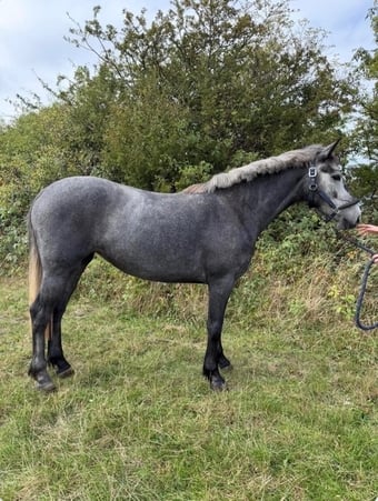 "Orla" Grey Mare Project Horse