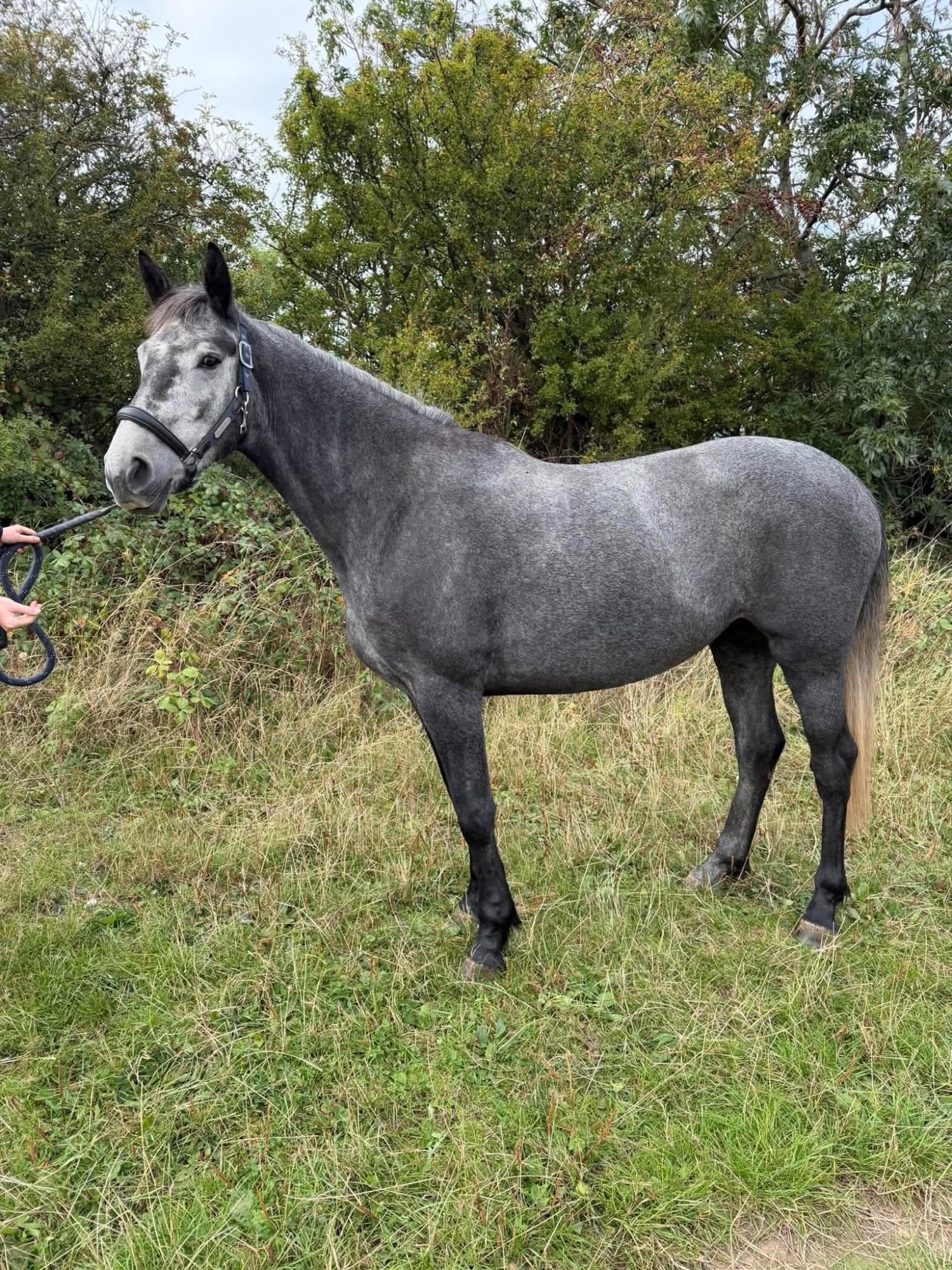"Orla" Grey Mare Project Horse