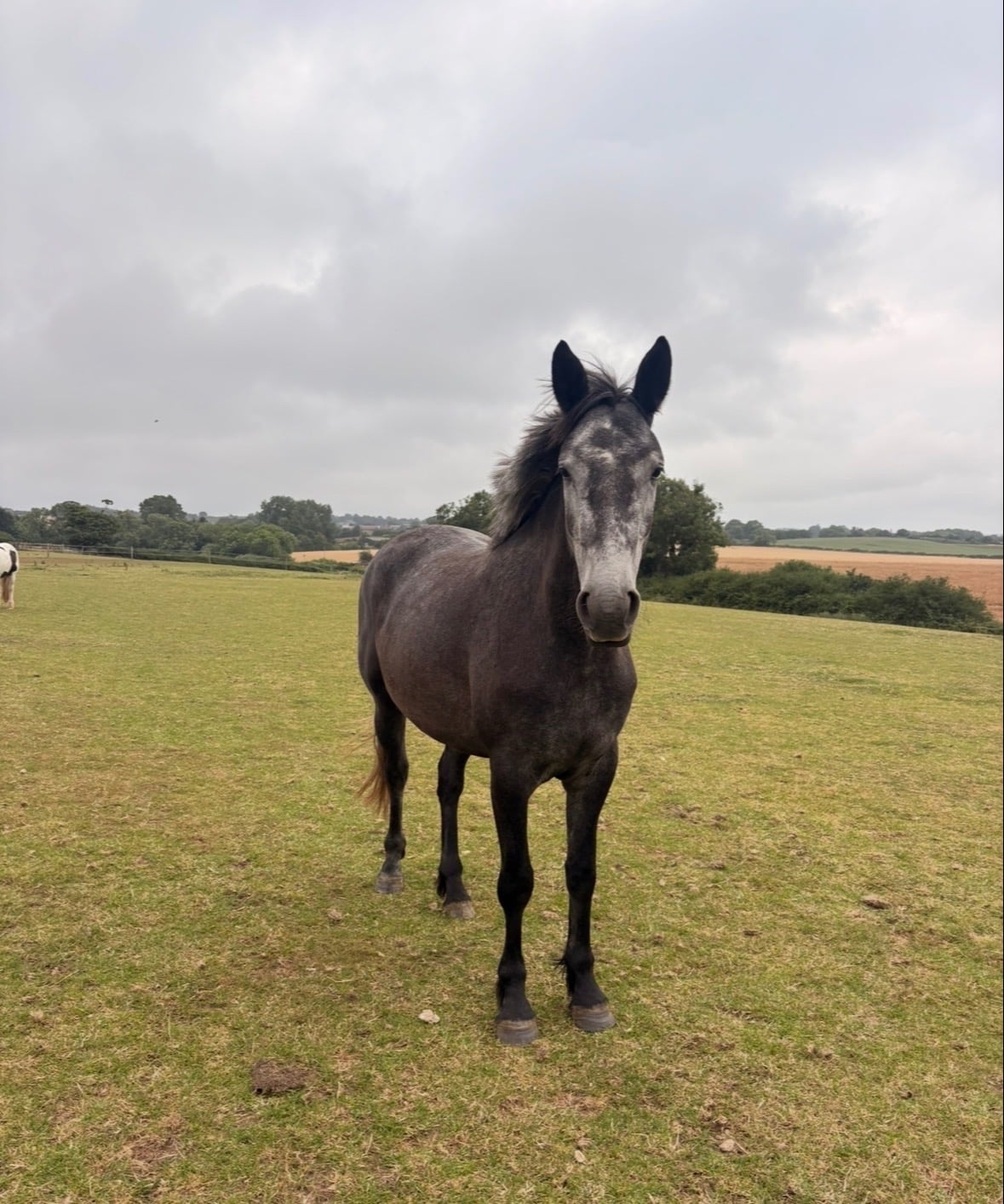 "Orla" Grey Mare Project Horse - Horses in Saltburn-By-The-Sea